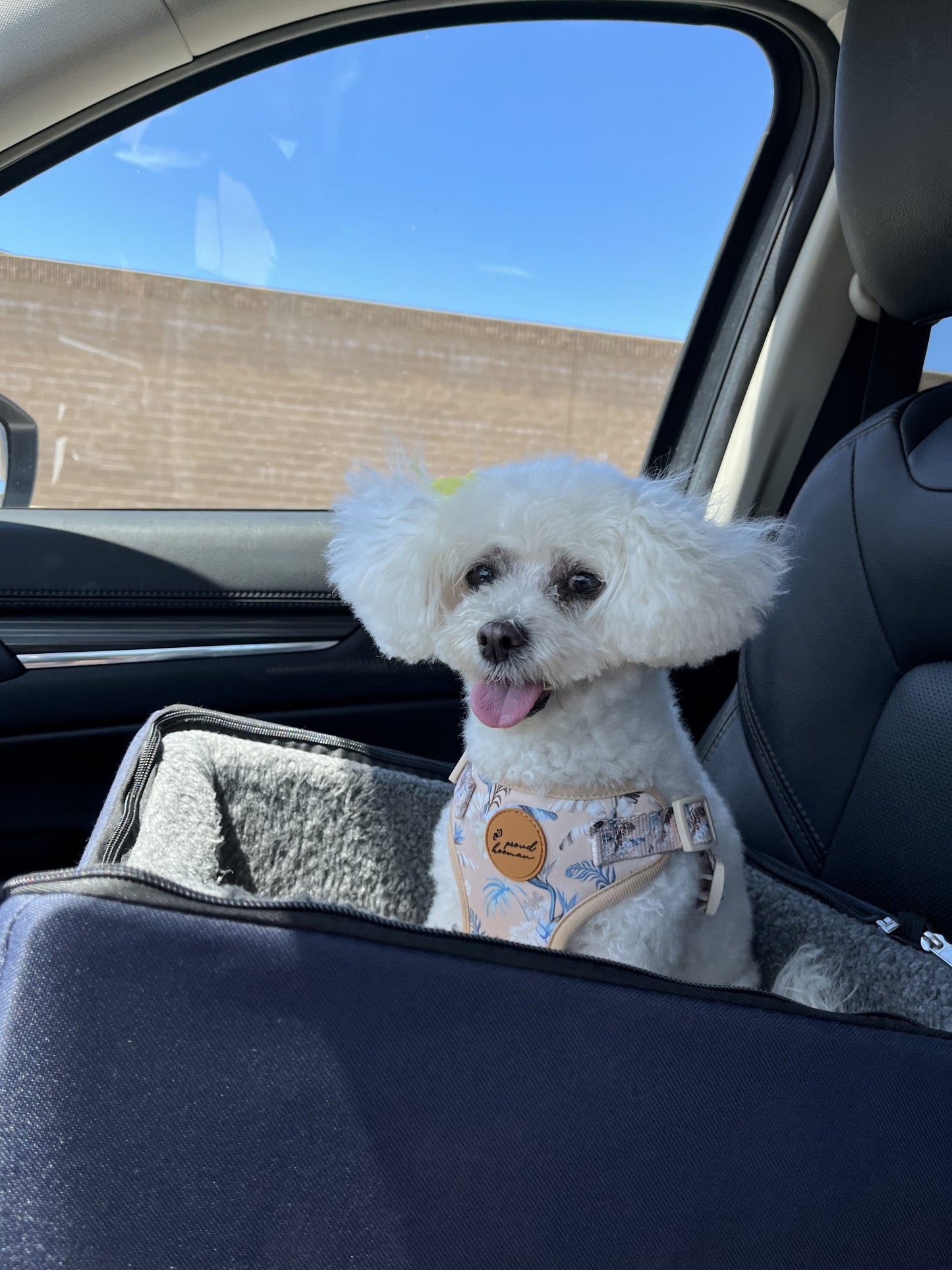 The Step-In Harness